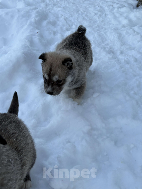 Собаки в других городах Свердловской области: Стрелка Девочка, Бесплатно - фото 4