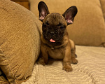 Собаки в Санкт-Петербурге: Шикарный мальчик французик !  Мальчик, 45 000 руб. - фото 6