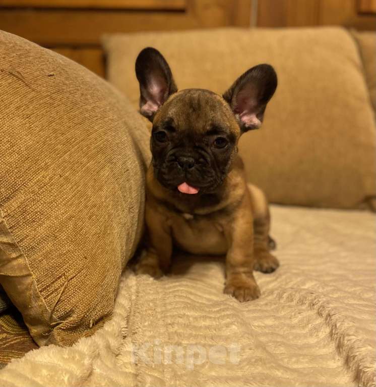 Собаки в Санкт-Петербурге: Шикарный мальчик французик !  Мальчик, 45 000 руб. - фото 6