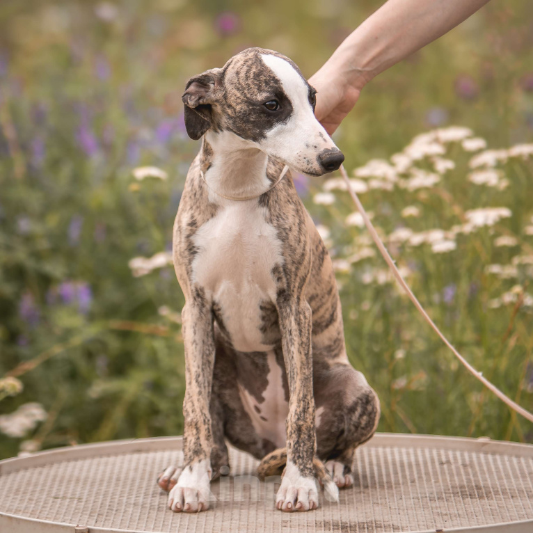 Собаки в Москве: Уиппет девочка Девочка, 70 000 руб. - фото 2