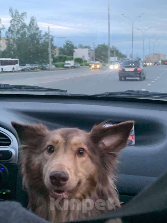 Собаки в Казани: Ищем заботливый дом для прекрасной австралийской овчарки Йоко Девочка, Бесплатно - фото 2