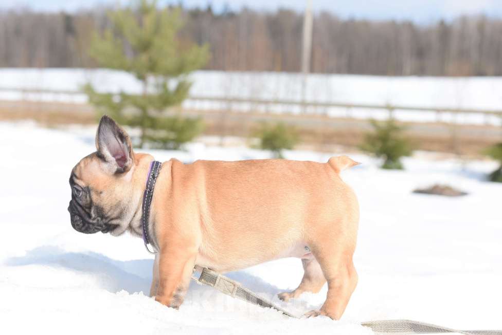 Собаки в Москве: Тимоти Мальчик, 65 000 руб. - фото 6