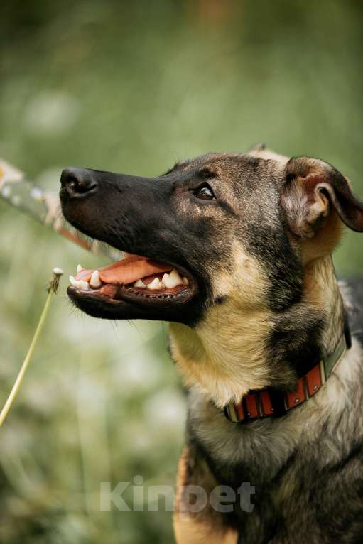 Собаки в Москве: Щенок Леха - очень нужен дом!  Мальчик, Бесплатно - фото 6