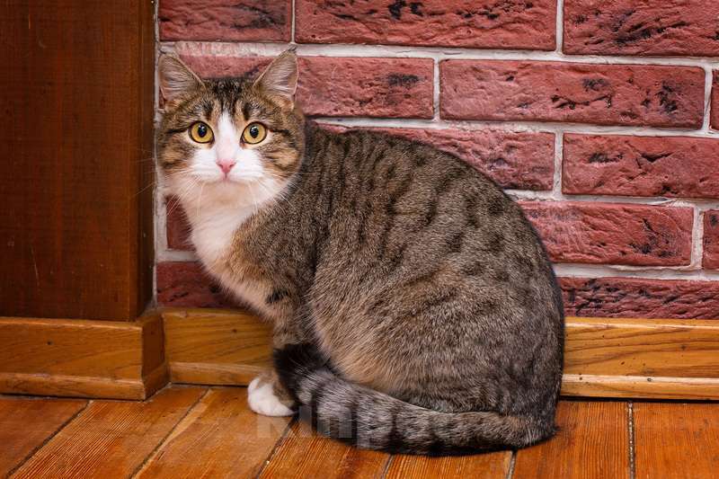 Кошки в Москве: Серая полосатая умничка-кошка Стеша в дар Девочка, 1 руб. - фото 4