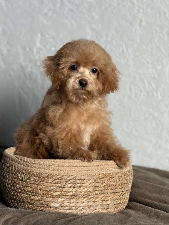 Собаки в Новосибирске: Девочка мини, доставка Девочка, 120 000 руб. - фото 3