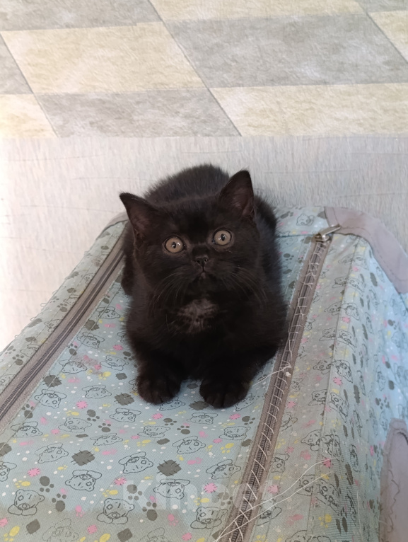 Кошки в Санкт-Петербурге: Британский котенок девочка черного окраса Девочка, 60 000 руб. - фото 3