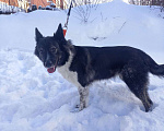 Собаки в Пушкино: Найдена девочка около 2-2, 5 лет  Девочка, Бесплатно - фото 2
