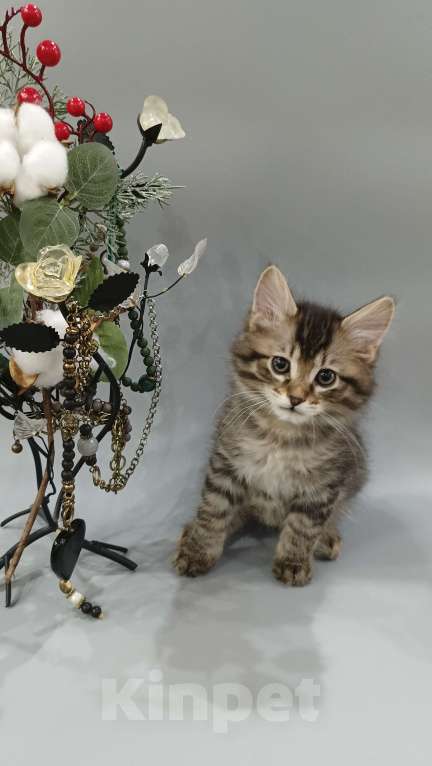 Кошки в Москве: Курильский бобтейл Мальчик, 40 000 руб. - фото 3