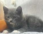 Кошки в Краснокаменске: Отдам в добрые руки котенка Девочка, Бесплатно - фото 1