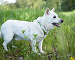 Собаки в Солнечногорске: Дедушка Форвард в поисках семьи Мальчик, Бесплатно - фото 3