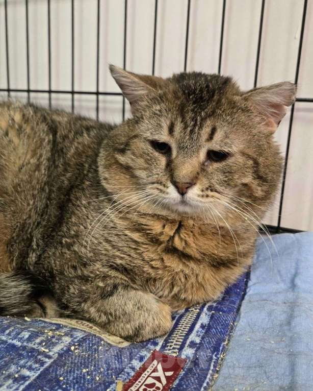 Кошки в Москве: Самый грустный котик Зооцентра 😔 Мальчик, Бесплатно - фото 1
