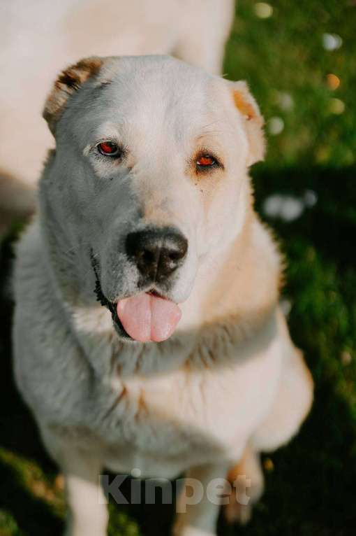 Собаки в Москве: Пара молодых алабаев в добрые руки Девочка, Бесплатно - фото 3