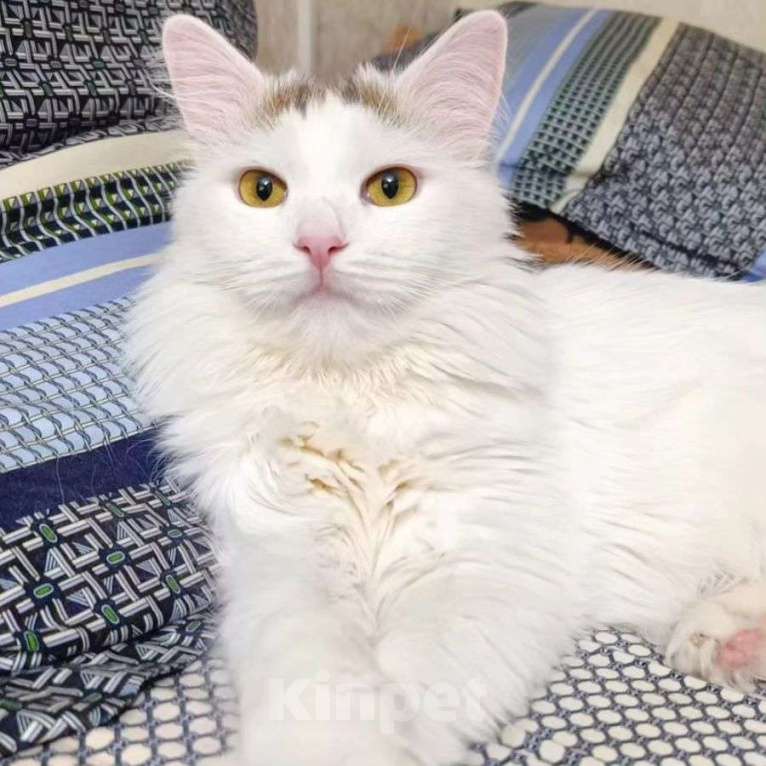 Кошки в Москве: Белый пушистый котенок Бяша Мальчик, Бесплатно - фото 3