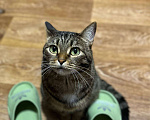 Кошки в Магнитогорске: кошка в добрые руки Девочка, Бесплатно - фото 7