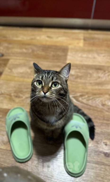 Кошки в Магнитогорске: кошка в добрые руки Девочка, Бесплатно - фото 7