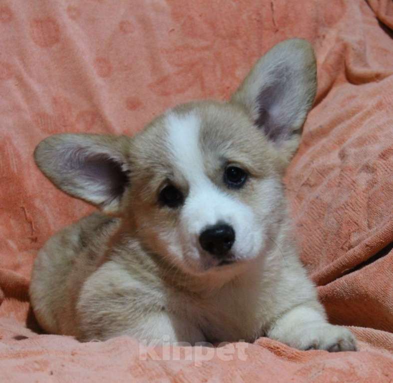 Собаки в Армавире: мальчик  корги пемброк Мальчик, 45 000 руб. - фото 1