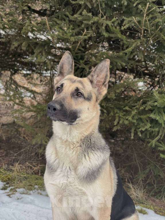 Собаки в других городах Московской области: Две девочки ВЕО Девочка, 60 000 руб. - фото 3