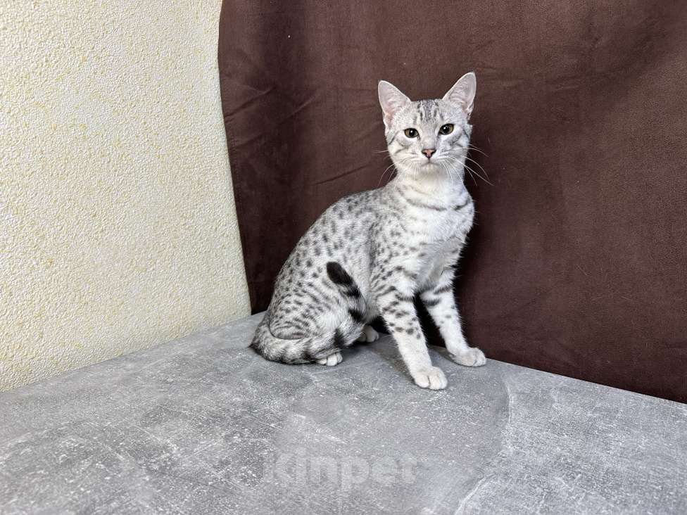 Кошки в Москве: котик египетская мау  Мальчик, 85 000 руб. - фото 8