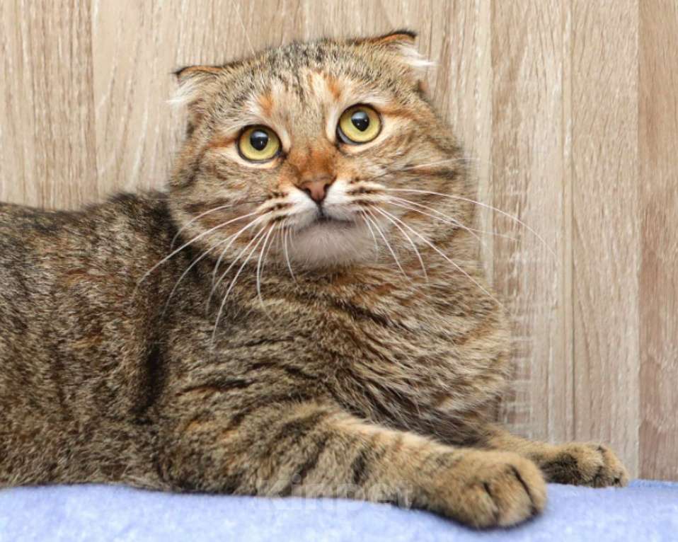 Кошки в Санкт-Петербурге: Кошка Девочка, Бесплатно - фото 2