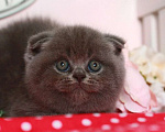 Кошки в Москве: Шотландский котик Мальчик, 20 000 руб. - фото 2