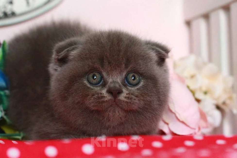 Кошки в Москве: Шотландский котик Мальчик, 20 000 руб. - фото 2