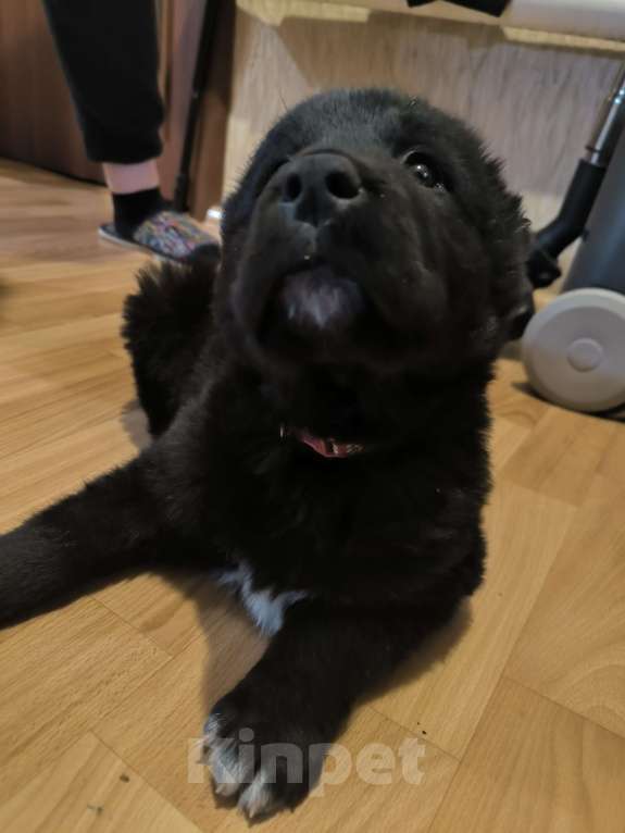 Собаки в Барнауле: Девочка сао Девочка, 20 000 руб. - фото 3