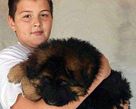 Собаки в Котельнике: Красивые щенки, 35 000 руб. - фото 1