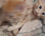 Кошки в Игарке: Котята, Бесплатно - фото 6