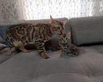Кошки в Заречном: Бенгалькие котята с документами, 25 000 руб. - фото 6