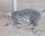 Кошки в Москве: Бенгальский мальчик серебро  Мальчик, Бесплатно - фото 7