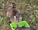 Кошки в Тюмени: Котята Девочка, Бесплатно - фото 4