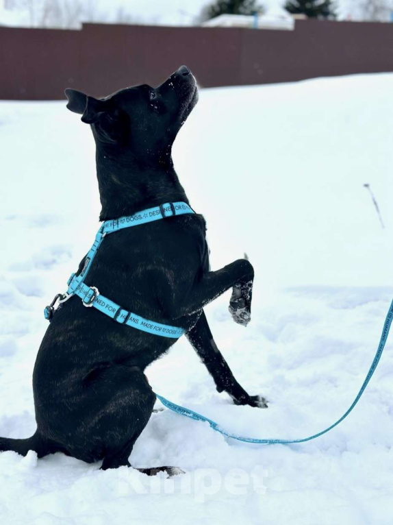 Собаки в Москве: Добрый пес Джек ищет дом Мальчик, Бесплатно - фото 5