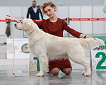 Собаки в Уфе: Щенки золотистого ретривера Разнополые, 80 000 руб. - фото 2