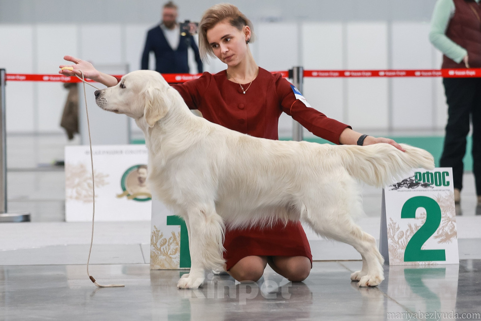 Собаки в Уфе: Щенки золотистого ретривера Разнополые, 80 000 руб. - фото 2