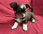 Собаки в других городах Московской области: Мальчик чихуахуа Грегори Мальчик, 50 000 руб. - фото 5