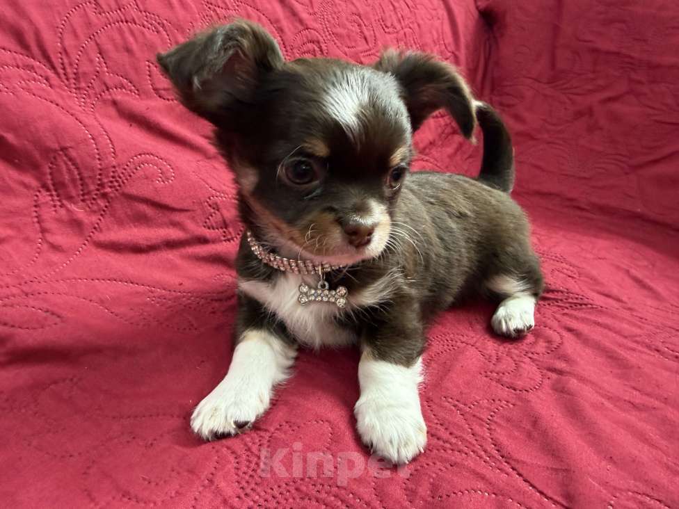 Собаки в других городах Московской области: Мальчик чихуахуа Грегори Мальчик, 50 000 руб. - фото 5