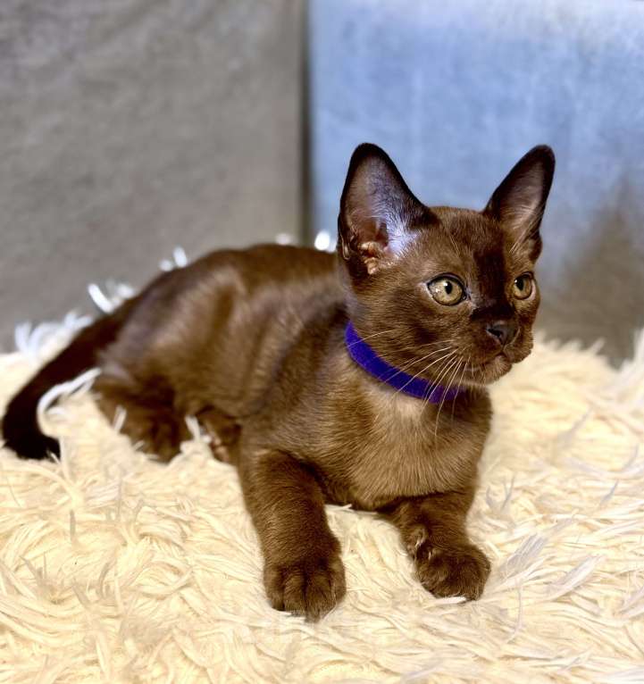 Кошки в Москве: Бурманские котята соболь! Бронирование! Мальчик, 80 000 руб. - фото 5