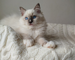 Кошки в Москве: Кошечка котенок рэгдолл Девочка, 65 000 руб. - фото 4