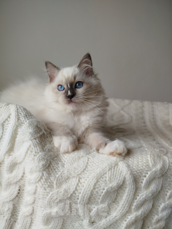 Кошки в Москве: Кошечка котенок рэгдолл Девочка, 65 000 руб. - фото 4