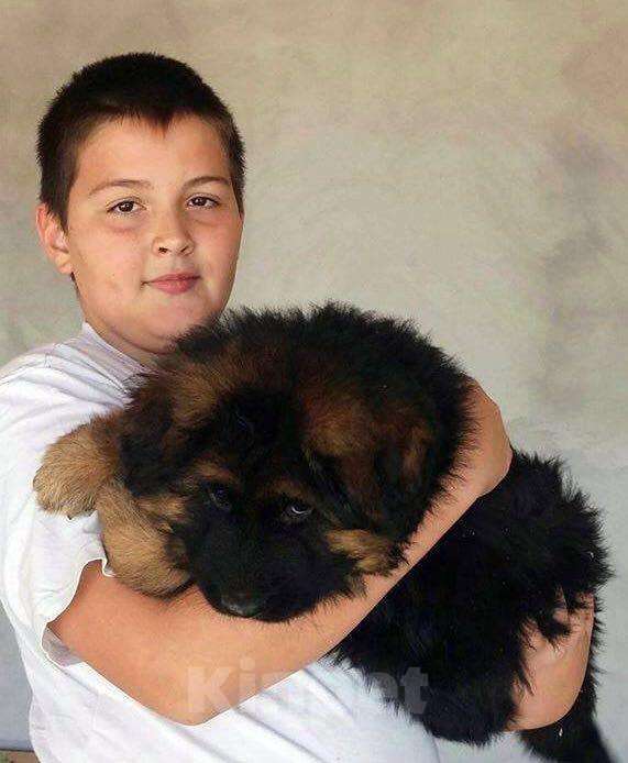 Собаки в Котельнике: Красивые щенки, 35 000 руб. - фото 1