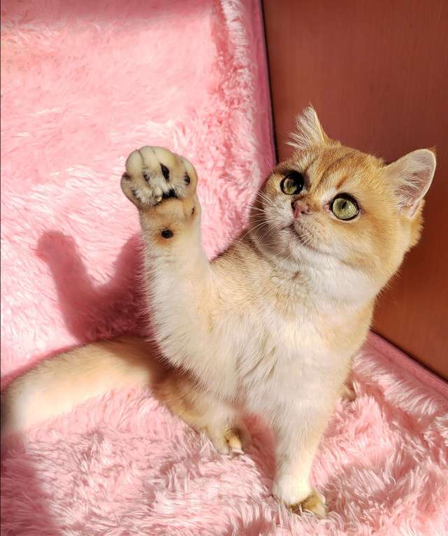 Кошки в Москве: Девочка британка Хеннеси Девочка, 50 000 руб. - фото 2