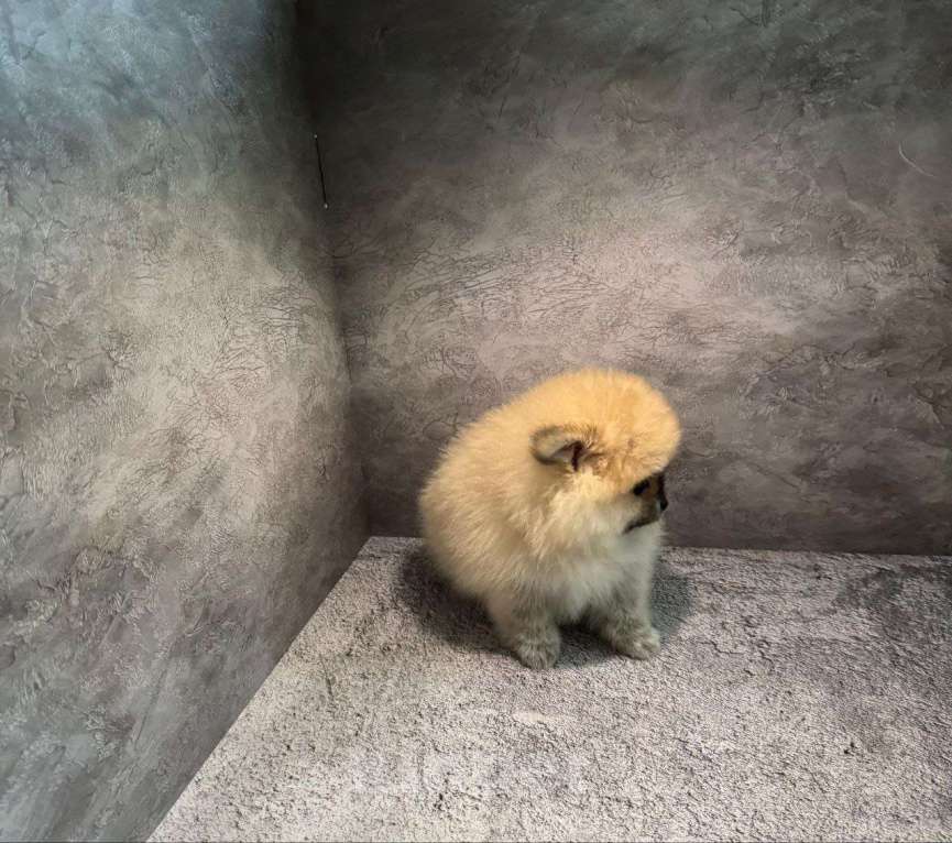 Собаки в Костроме: померанский шпиц девочка Девочка, 45 000 руб. - фото 3