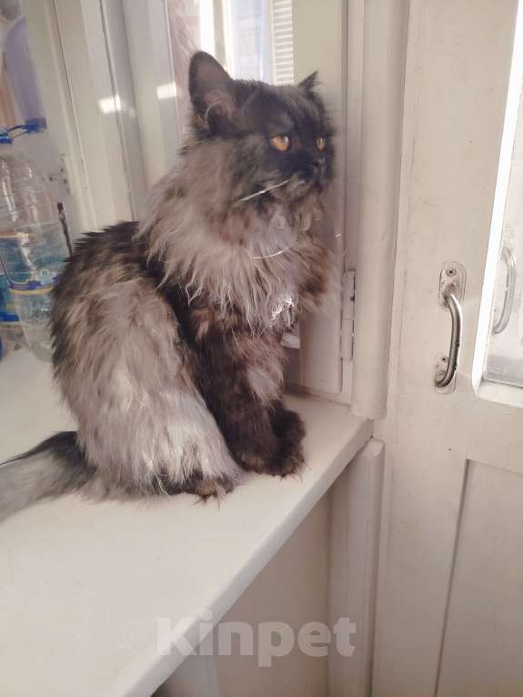 Кошки в Екатеринбурге: Отдам котика в добрые руки Мальчик, Бесплатно - фото 2