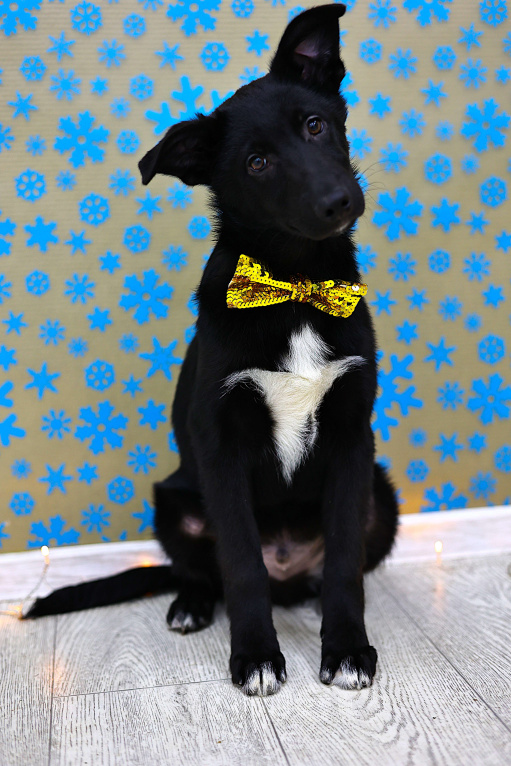 Собаки в Москве: Щенки бесплатно в Москве Мальчик, Бесплатно - фото 6