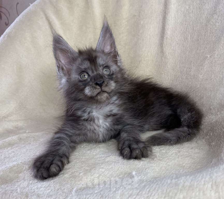 Кошки в Дмитрове: Черный дымчатый мальчик мейн кун Мальчик, 50 000 руб. - фото 4