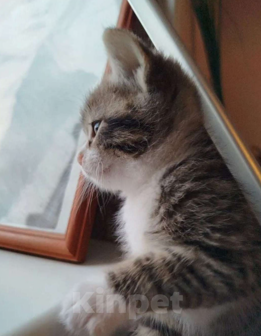 Кошки в Химках: Умный кот Мальчик, 1 500 руб. - фото 1