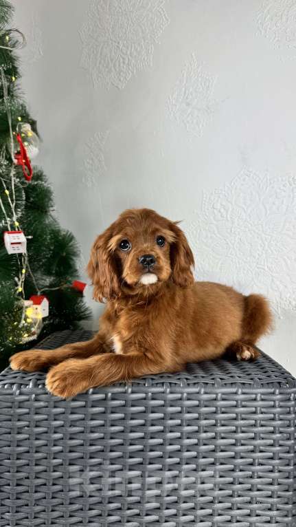 Собаки в Москве: Кавалерочка рубин щенок  Девочка, 60 000 руб. - фото 2