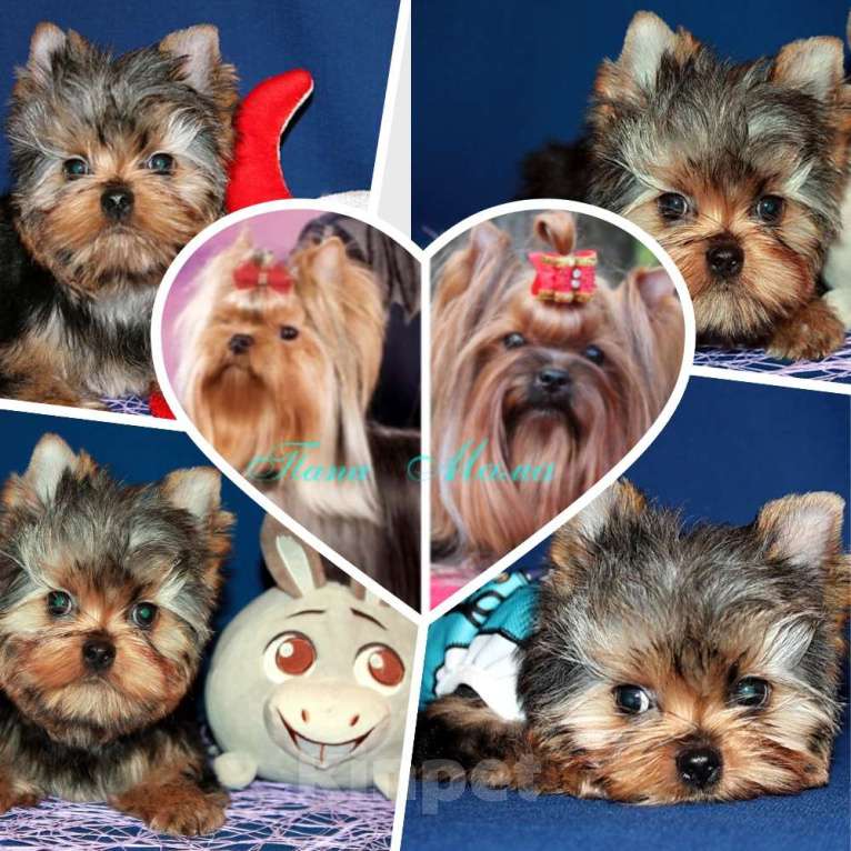 Собаки в Москве: Стандартный мальчик Йоркширского терьера. Мальчик, 80 000 руб. - фото 1