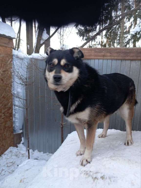 Собаки в Москве: Собака в добрые руки Мальчик, Бесплатно - фото 1