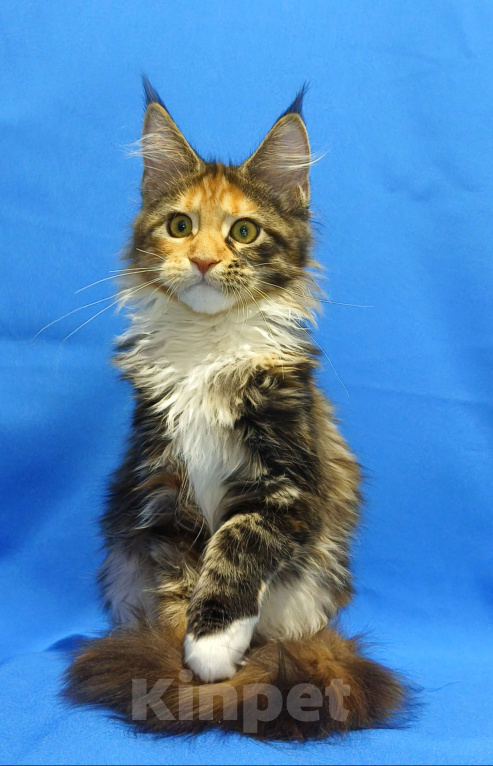 Кошки в Москве: Котенок Мейн-Кун Девочка Девочка, 47 000 руб. - фото 3